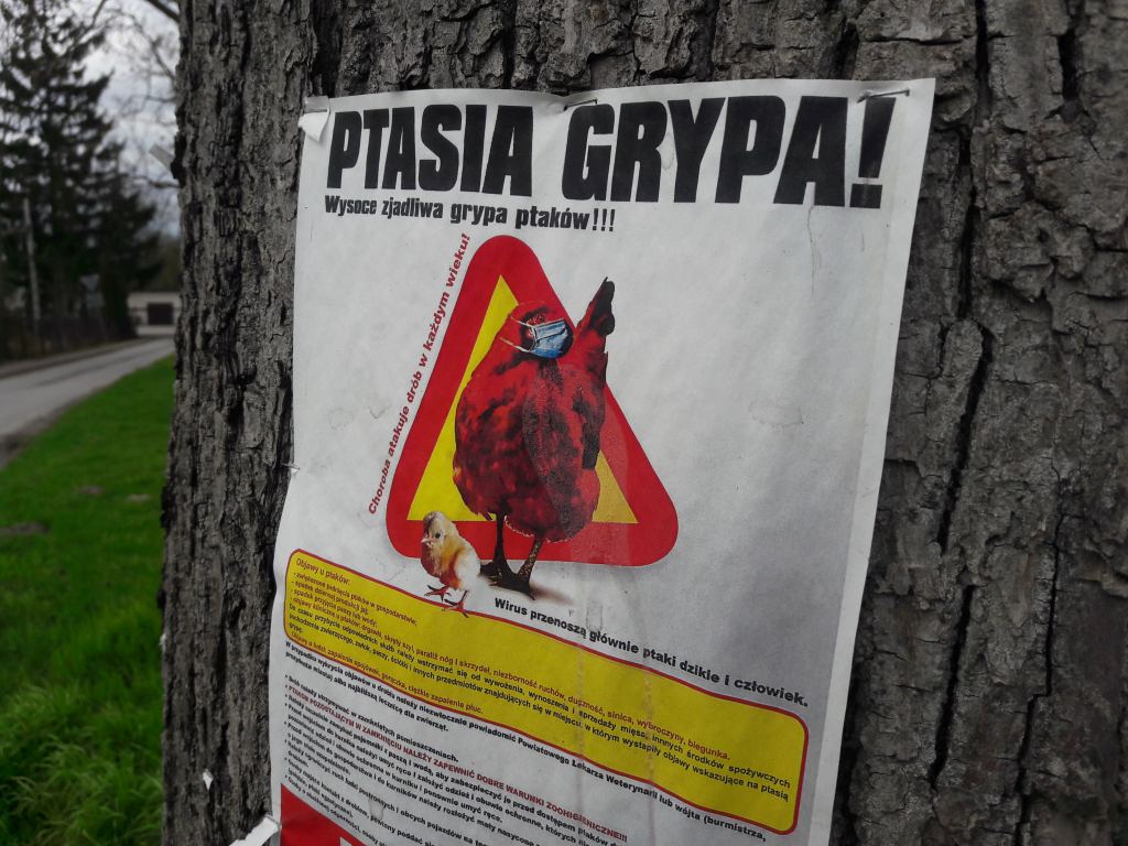 ptasia grypa, drób, ptasia grypa w Polsce, grypa ptaków w Polsce