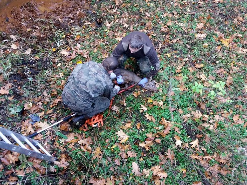 ratowanie zwierząt, Nadleśnictwo Garwolin, Nadleśnictwo Śnieżka, kas, korczowa