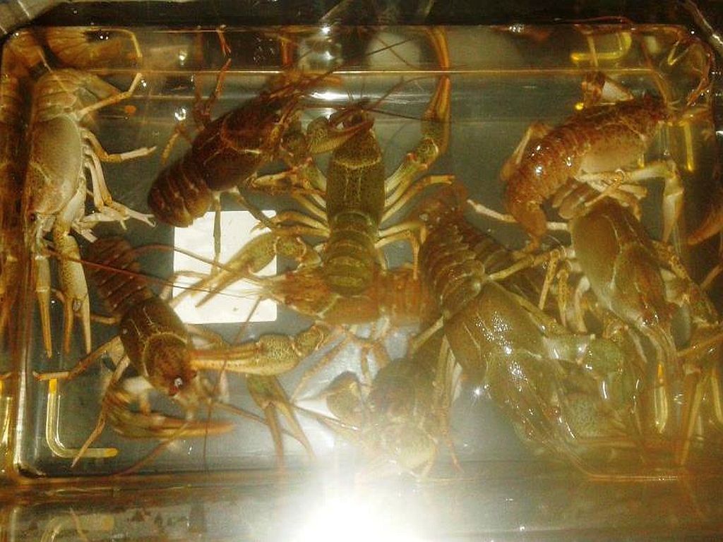 ratowanie zwierząt, Nadleśnictwo Garwolin, Nadleśnictwo Śnieżka, kas, korczowa