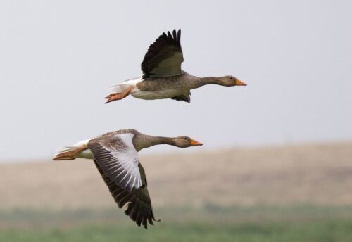 HPAI, grypa ptaków,  przypadek HPAI, dzikie ptactwo, H5N8, łabędzie, wróble, gęsi, cyranka