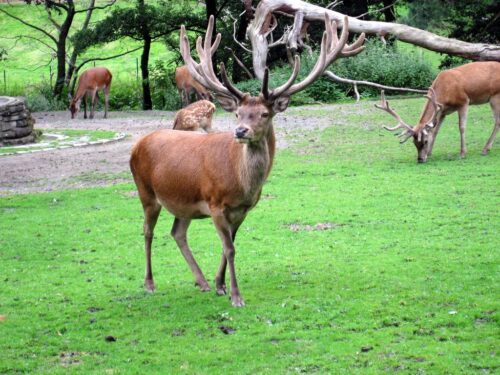 odstrzał jeleni, rezerwat Oostvaardersplassen, prowincja Flevoland, holandia