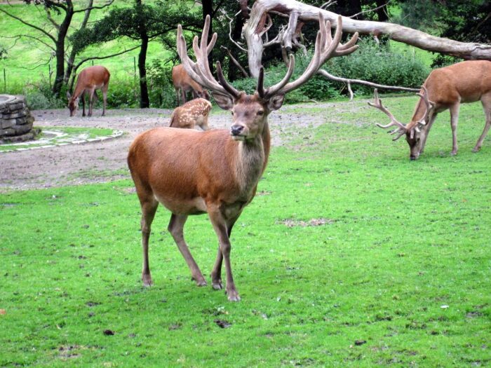 odstrzał jeleni, rezerwat Oostvaardersplassen, prowincja Flevoland, holandia