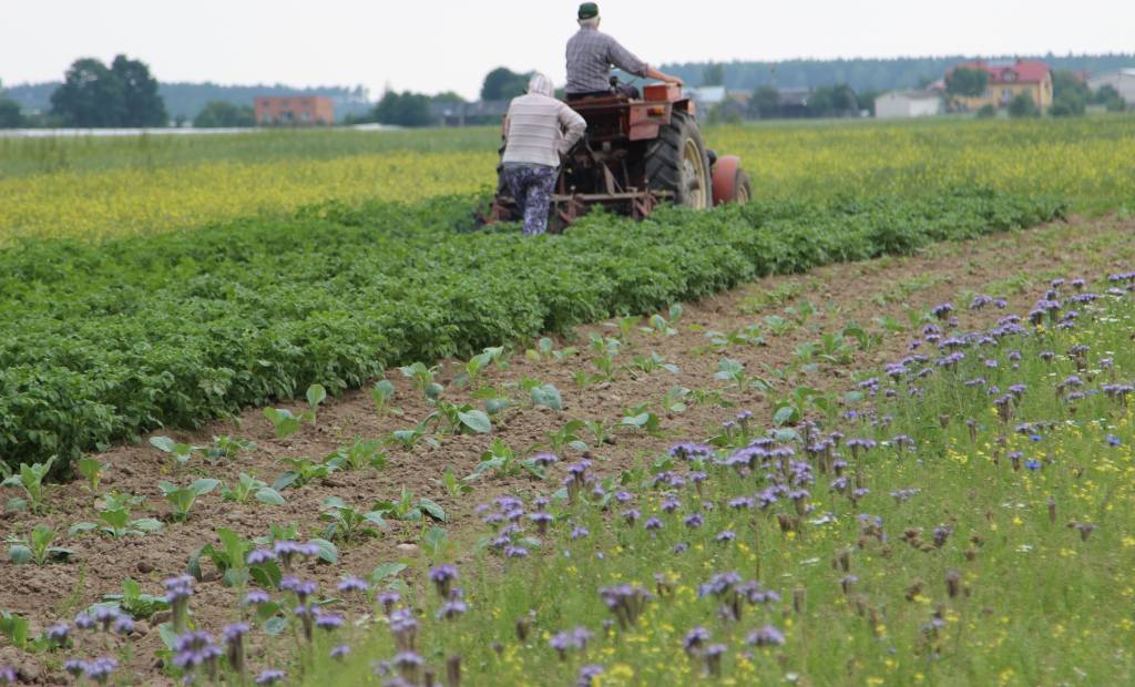 rolnictwo, płace, wynagrodzenie, pieniądze, Ukraińcy pracujący w rolnictwie, podwyżki