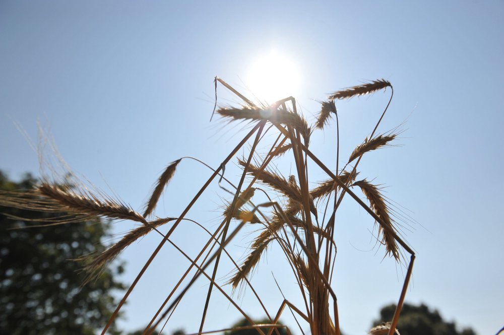 zmiany klimatu, wpływ pogody na rolnictwo, susza rolnicza, Zbigniew Szwejkowski, agrometeorologia