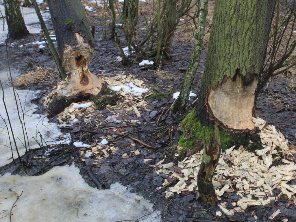 bobry, straty spowodowane przez bobry, lubelskie, policja