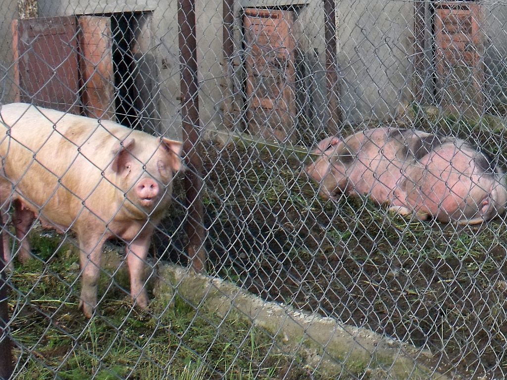 hodowla trzody chlewnej, dorota niedziela, sejmowa komisja rolnictwa, asf w polsce