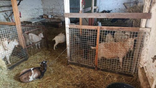 policja, mazowieckie, gmina Nadarzyn, ubój zwierząt poza rzeźnią, kozy