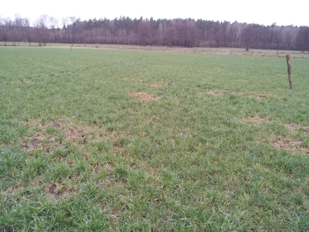 trawa, słupki, pole