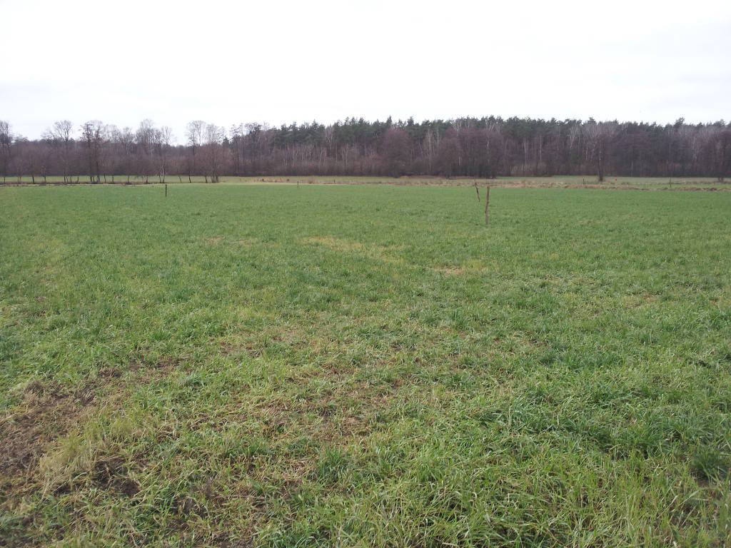 trawa, słupki, pole
