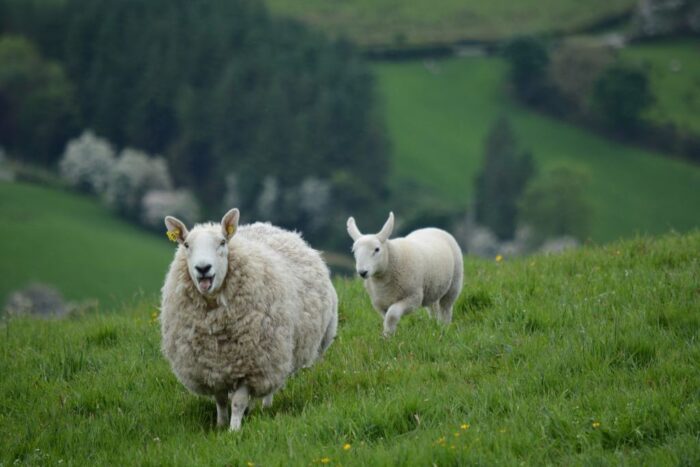 Irlandia, pastwiska, rolnictwo