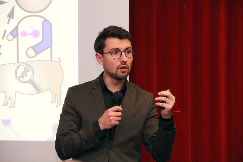 Topigs Norsvin, trzoda chlewna, żywienie, inseminacja