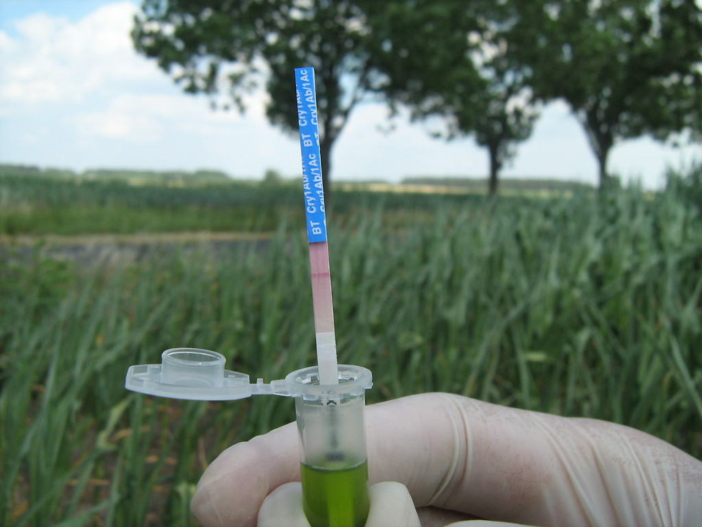 GMO, nasiona, WIORiN Bydgoszcz, kujawsko-pomorskie, uprawa