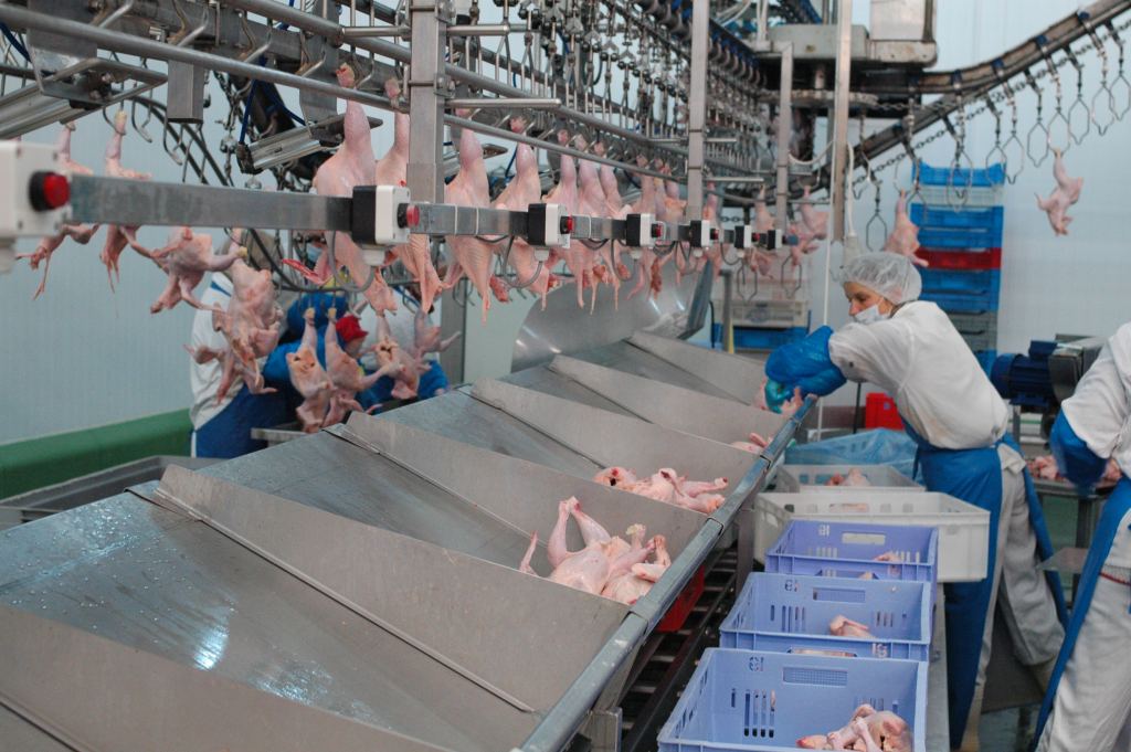 drób, produkcja, Farmio, Krajowa Rada Drobiarstwa - Izba Gospodarcza