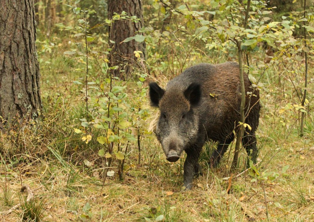 odstrzał dzików, walka z asf w polsce, Paweł Niemczuk, Główny Lekarz Weterynarii, inspekcja weterynaryjna