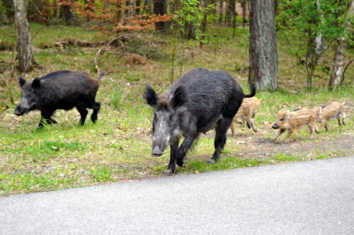 eksterminacja dzików, odstrzał dzików, niemcy, Wyższa Szkoła Weterynaryjna, walka z asf