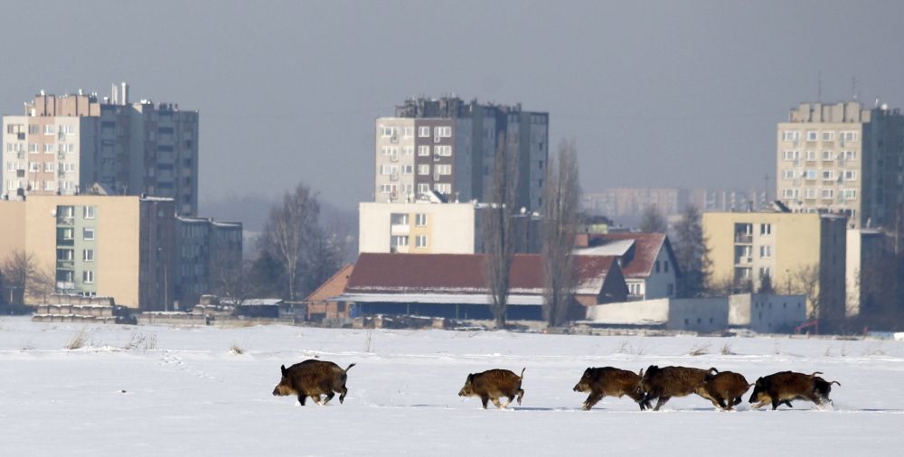 dziki, ASF, bioasekuracja, afrykański pomór świń