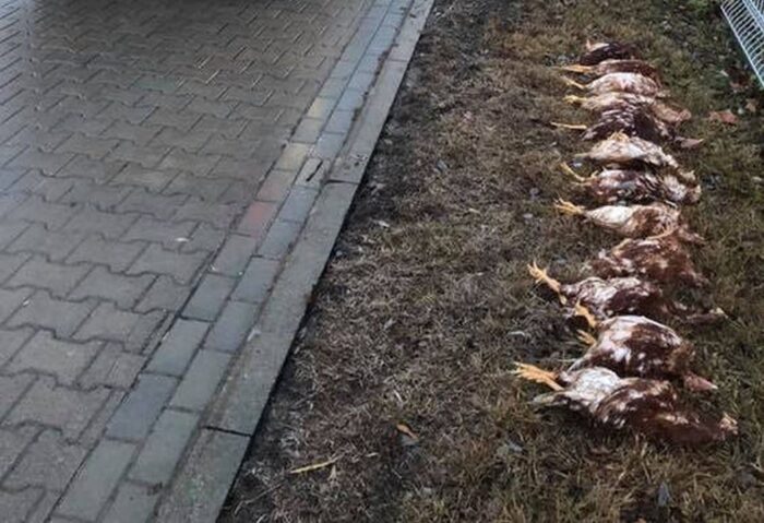 kury_jajka_kurnik_hodowla_kur