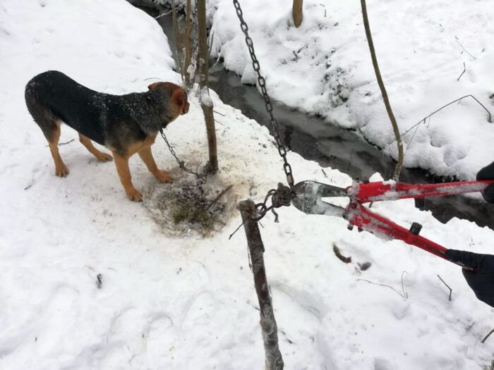 psy atakują zwierzęta hodowlane, gmina Tuchów, powiat tarnowski,