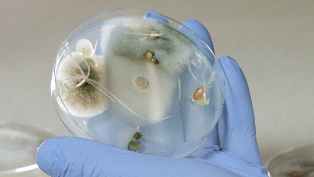 ręka, szalka Petriego, zairniaki, fusarium
