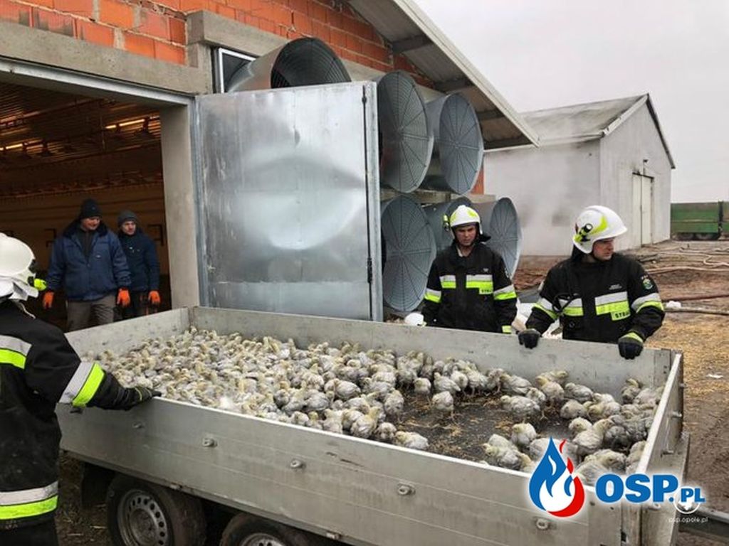 brożec, ferma drobiu w brożcu, powiat krapkowicki, produkcja drobiu, kurczęta