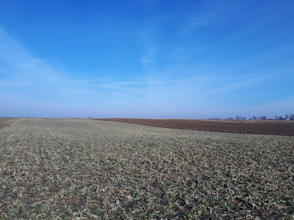 rzepak ozimy, pole, Sahryń