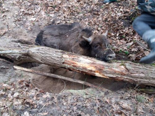 puszcza białowieska
