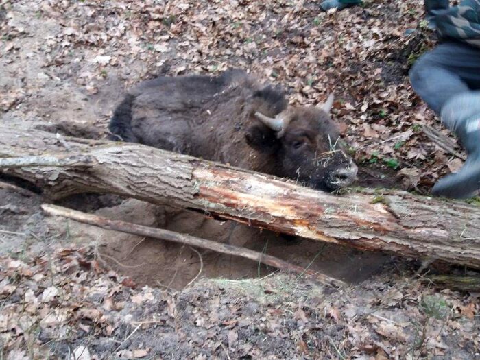 puszcza białowieska