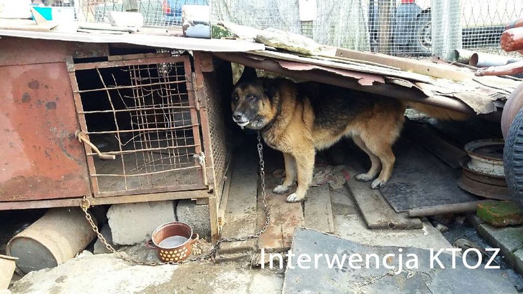 Krakowskie Towarzystwo Opieki nad Zwierzętami, gmina czernichów, znęcanie się nad zwierzętami, animalsi