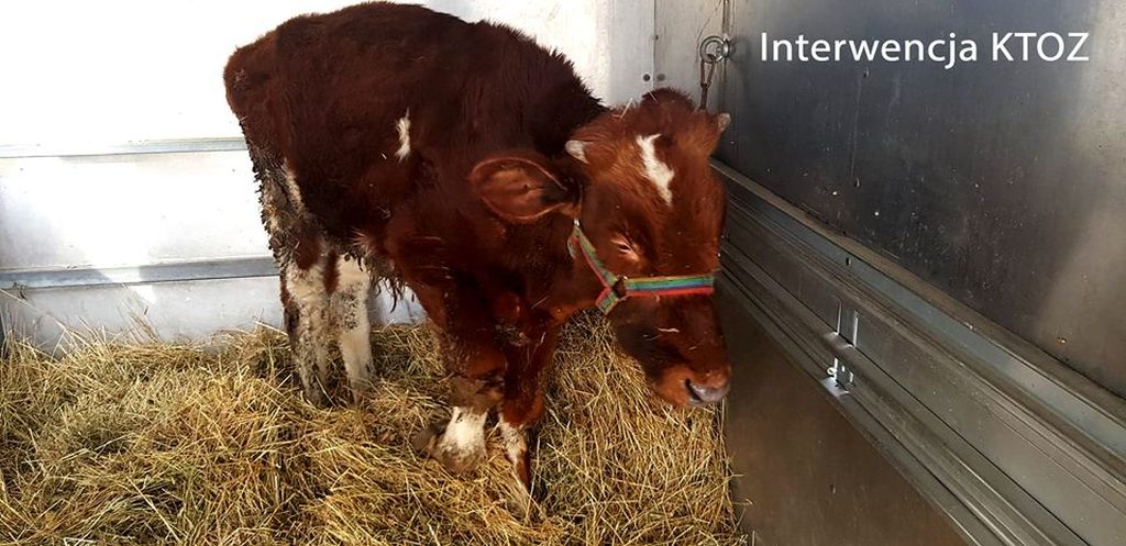 Krakowskie Towarzystwo Opieki nad Zwierzętami, gmina czernichów, znęcanie się nad zwierzętami, animalsi