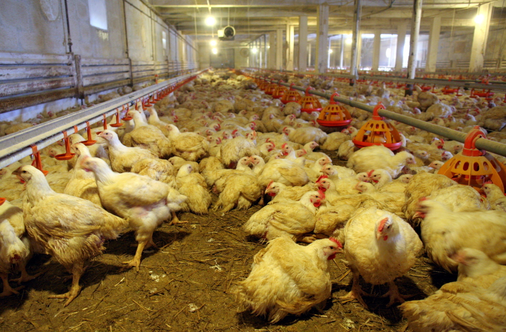 salmonella w drobiu, słowacja, inspekcja weterynaryjna, Główny Inspektorat Weterynarii, pałeczki Salmonella Infantis