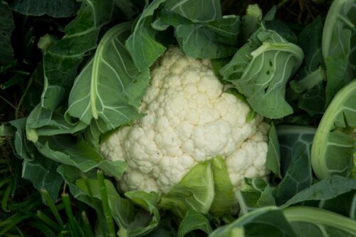 Revus, fungicyd do ochrony upraw małoobszarowych, Syngenta, fungicyd Revus,