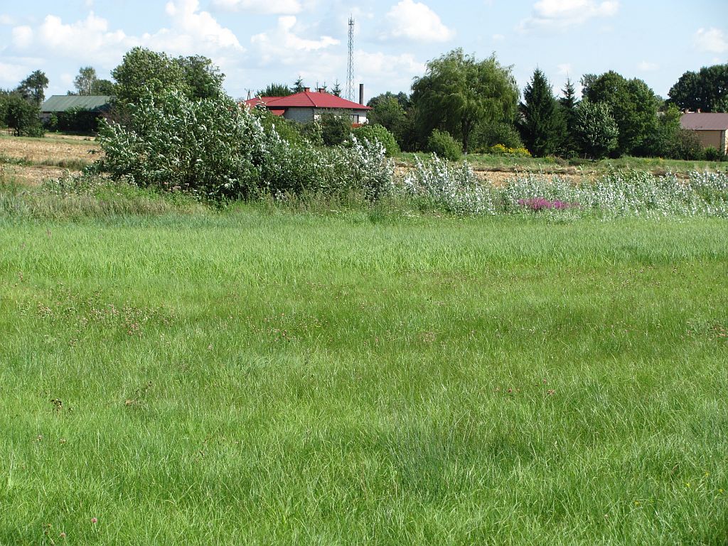 trawa, łąka