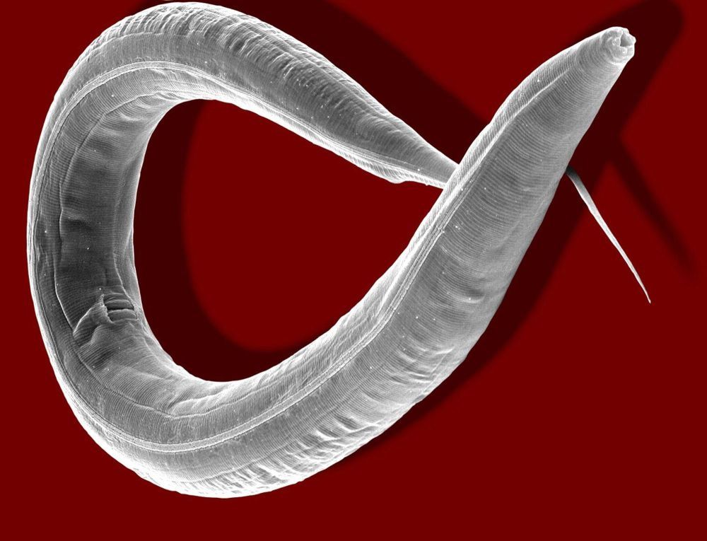 niecienie, stonka ziemniaczana, ziemniaki, Anjel Helms, Texas A&M University