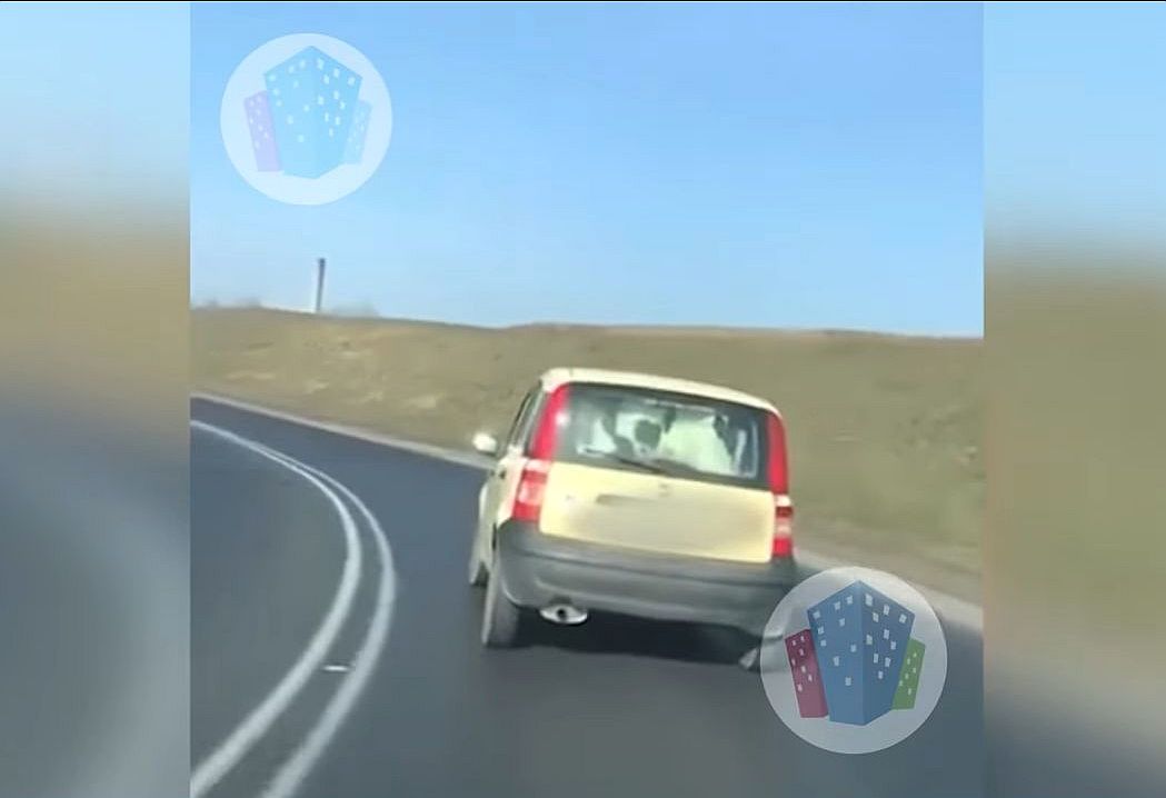 cielak w pandzie, przewóz zwierząt, transport zwierząt, Anna Jaworska-Wojnicz, kmp kalisz