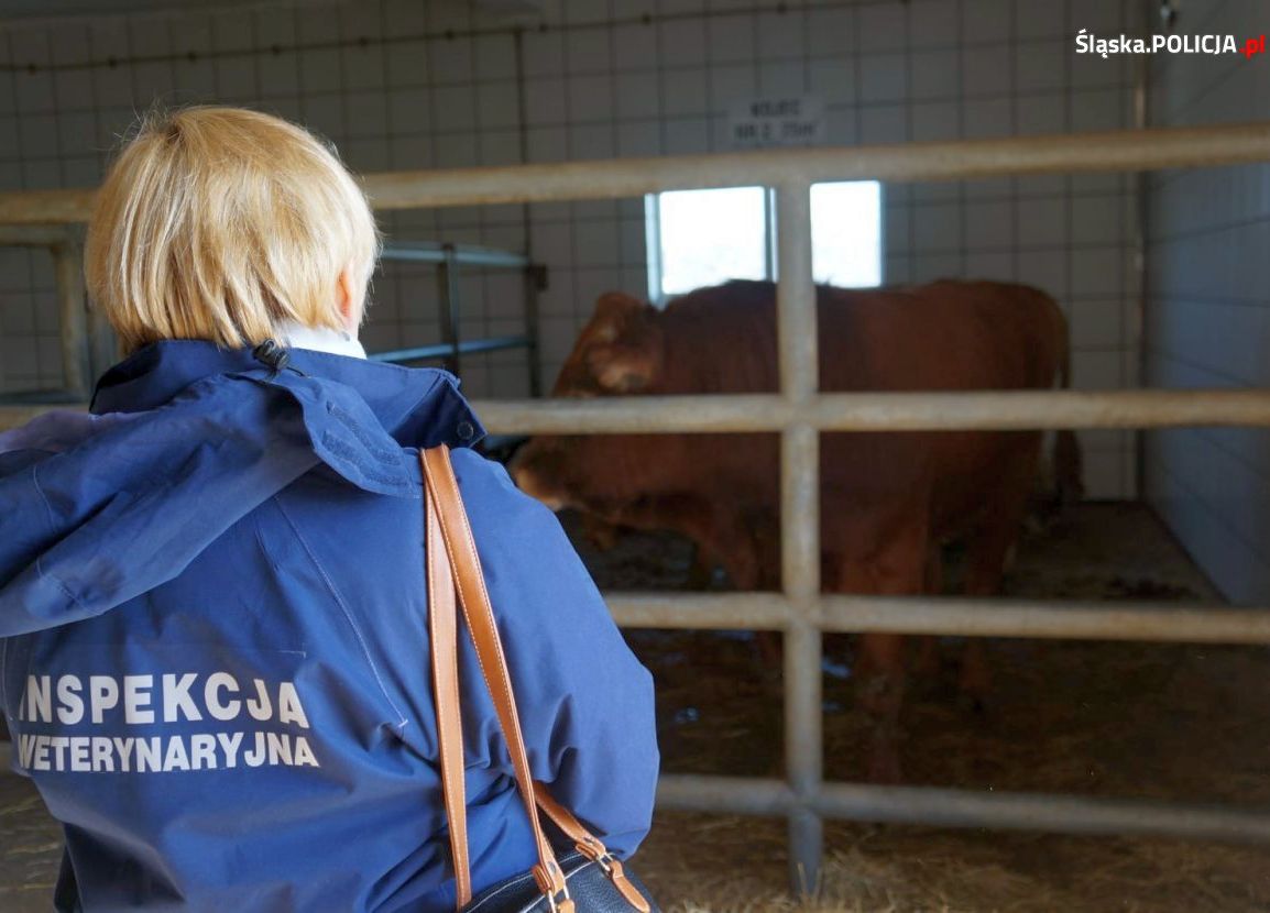 wodzisław śląski, ubojnia, znęcanie się nad zwierzętami, animalsi