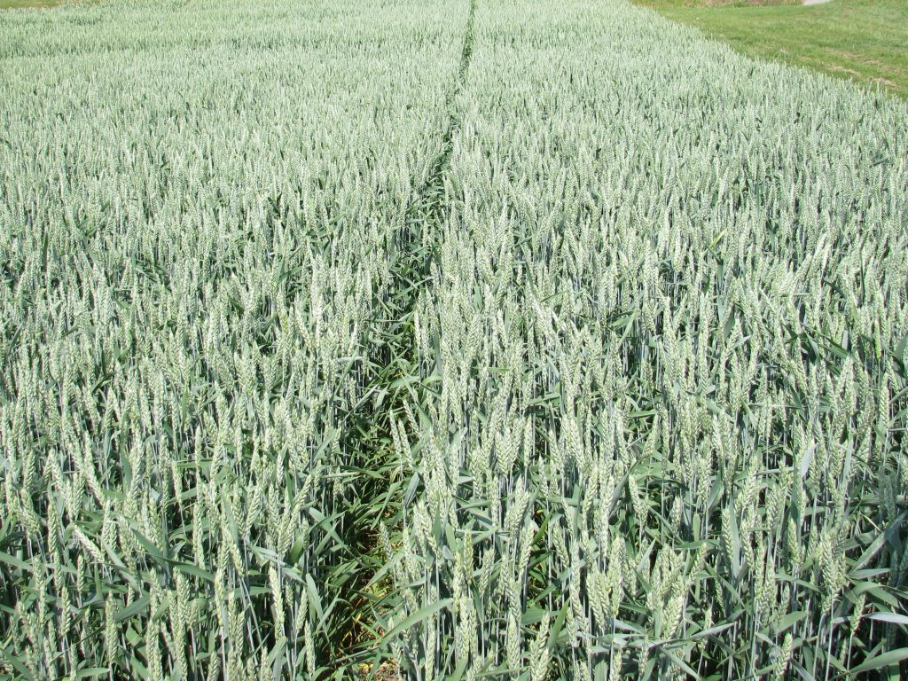 produkcja zbóż, zbiory zbóż, zboża, Krajowa Federacja Producentów Zbóż