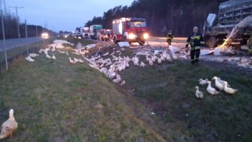 Mięso kaczek cieszy się coraz mniejszym powodzeniem