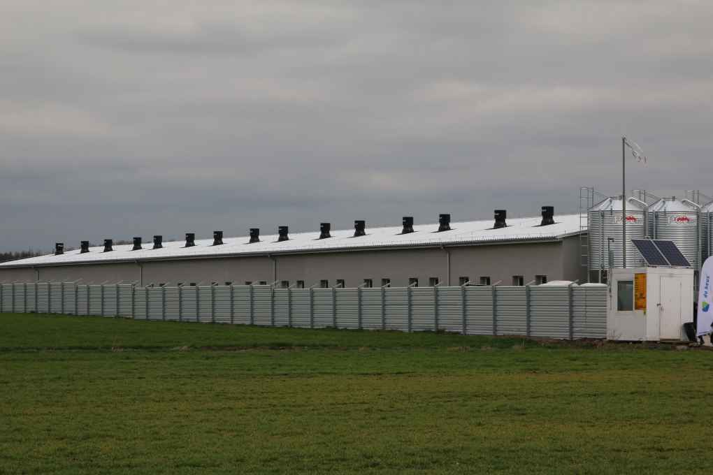 Gospodarstwo Rolne Maciej Duda, chlewnia, trzoda chlewna, lochy