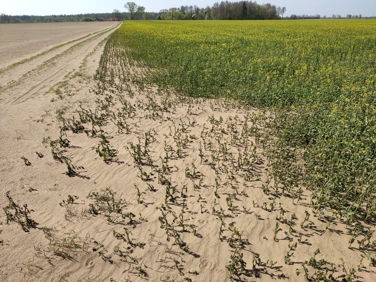 burza piaskowa, susza, rolnictwo, susza rolnicza, rzepak, uprawa