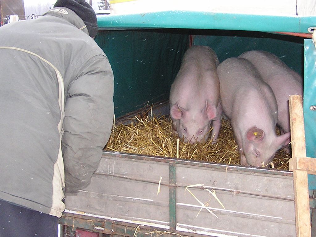 badanie próbek krwi od świń, walka z asf w polsce, krir, transport świń, hodowla trzody chlewnej