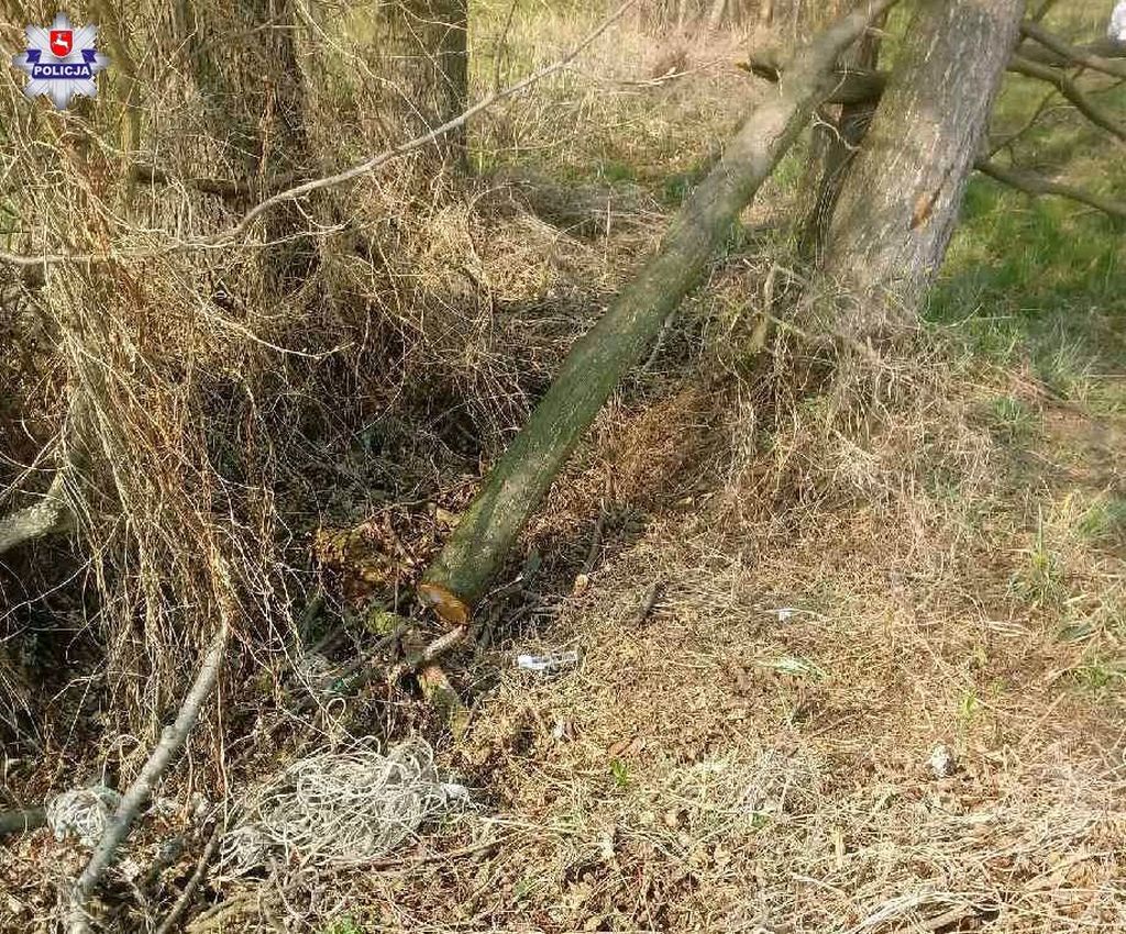 wypadki przy wycince drzewa, wycinka drzew, gmina Firlej, powiat lubartowski, kock, Ewelina Skorupska