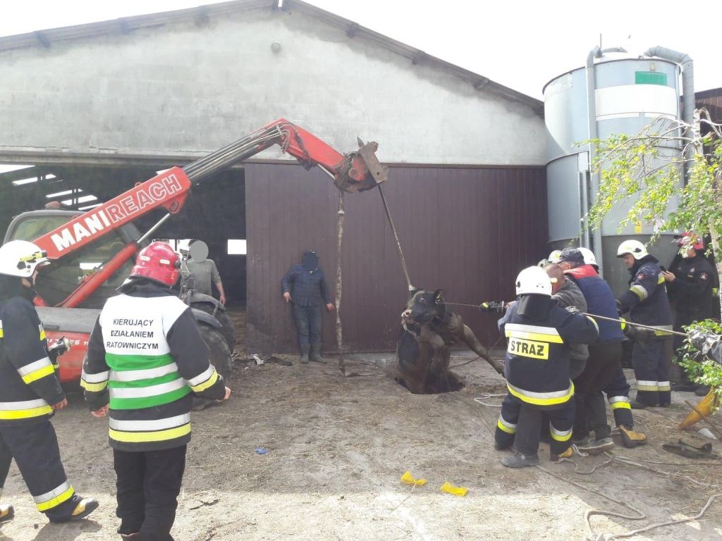 Racięcice, gmina Sompolno, byki w szambie, bydło, straż pożarna