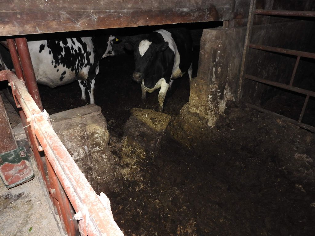 falenty, instytut w falentach, Animal Rescue Polska, chore bydło, jan krzysztof ardanowski