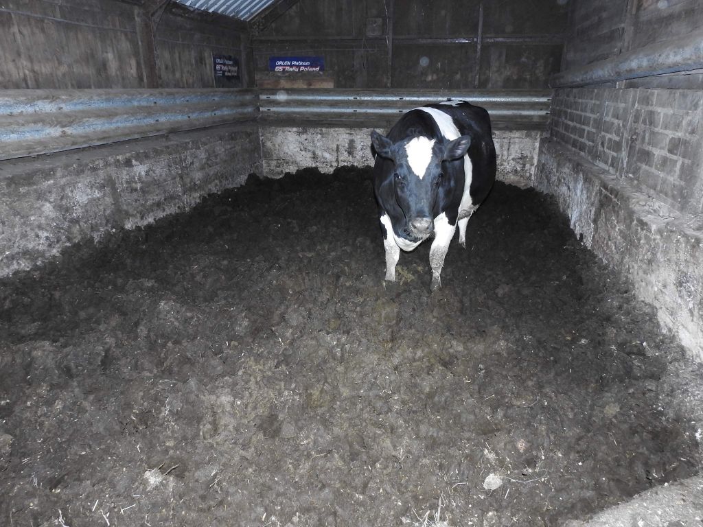 falenty, instytut w falentach, Animal Rescue Polska, chore bydło, jan krzysztof ardanowski