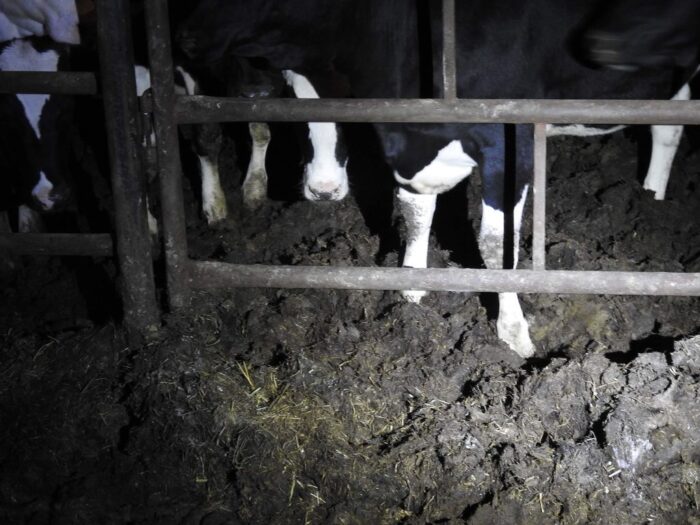 falenty, instytut w falentach, Animal Rescue Polska, chore bydło