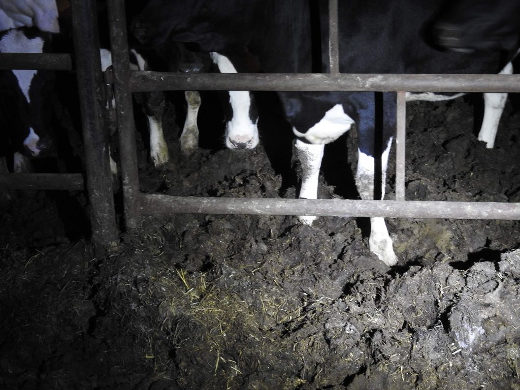 falenty, instytut w falentach, Animal Rescue Polska, chore bydło