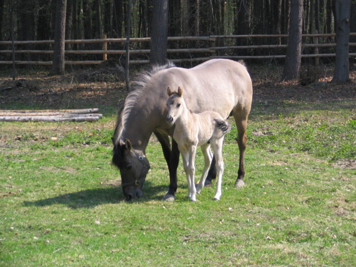 konik polski, świnoujście, Samorządowe Kolegium Odwoławcze, otop, Janusz Żmurkiewicz