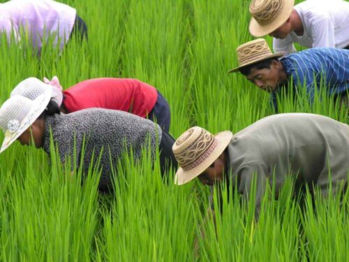 korea północna, żywność, racje żywnościowe