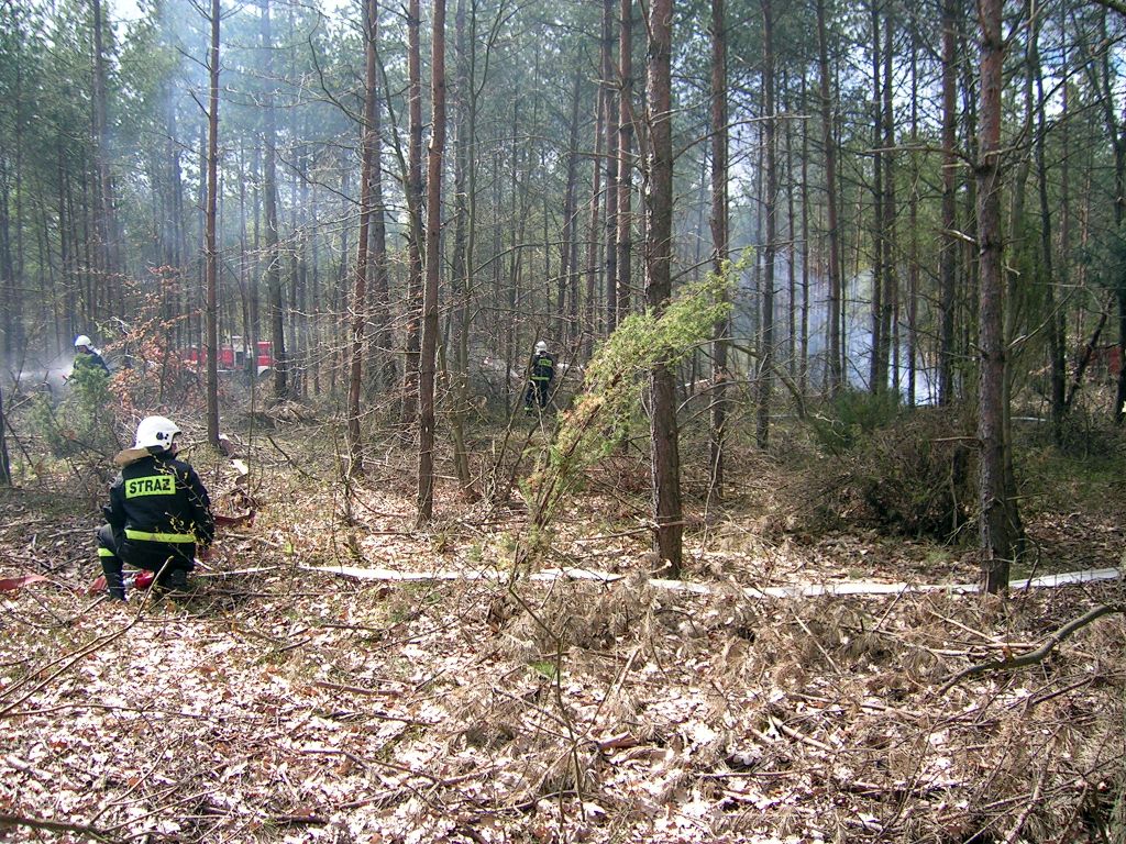 lasy, pożary lasów, lasy państwowe, fotopułapka, straż leśna, straż pożarna