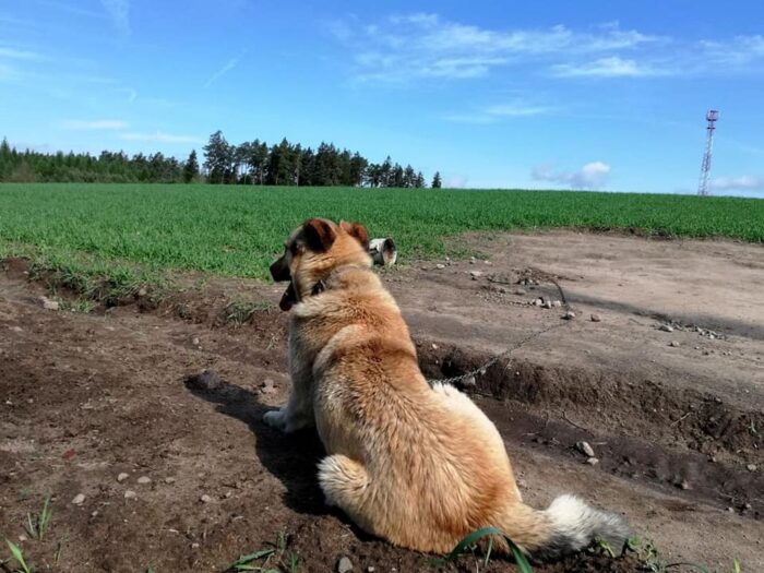 obowiązkowa rejestracja psów i kotów, rejestracja zwierząt, rejestracja kotów, rejestracja psów